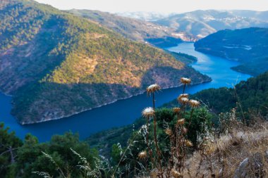 Güzel göl manzarası