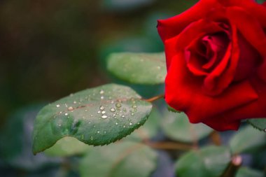 Bahçedeki güzel kırmızı gül