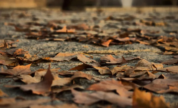 Листя Осені Впало Землю Мадриді — стокове фото