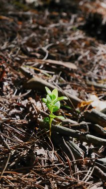 Kozalaklı bir ormanda yaban mersini tarlası.