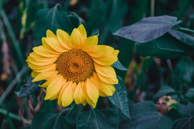 Çiçek açmış parlak sarı ayçiçeği