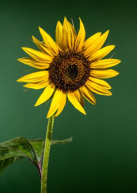 Tek bir canlı ayçiçeğinin yakın plan çekimi.