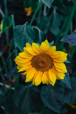 Çiçek açmış parlak sarı ayçiçeği