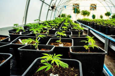 Massive Indoor CannABIS Yetiştirme Tesisi