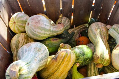 Sonbahar hasat gösterisinde farklı boyutlarda yeşil kabaklar.