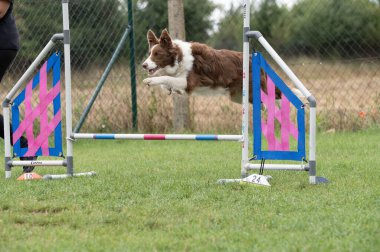 Collie sınırı yeşil çimlerde çeviklik engelinin üzerinden atlıyor.