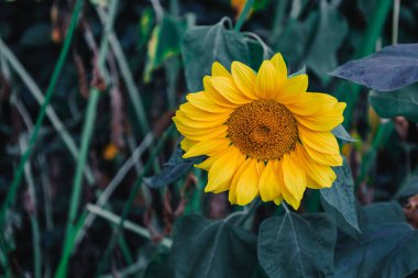 Çiçek açmış parlak sarı ayçiçeği