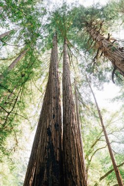 Kuzey Kaliforniya 'daki Redwood Ağaçlarına bakıyorum.