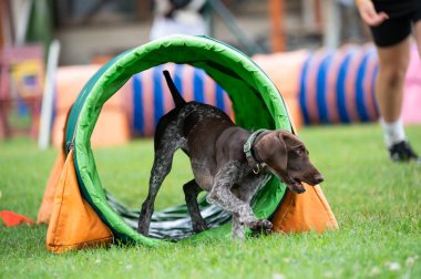 Alman Shorthair, çeviklik eğitimi sırasında Pointer 'ı tünelde çalıştırdı