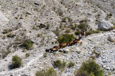 Herd of goats walking on a rocky path