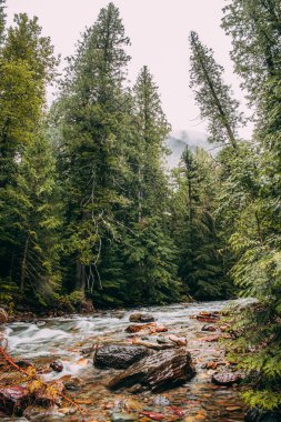 Çam Ormanındaki Nehir ve Kayalar
