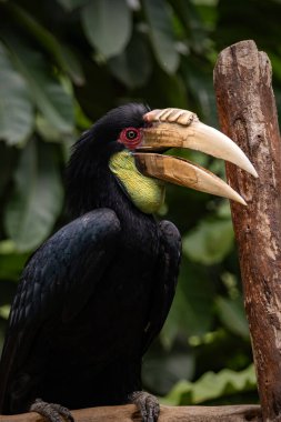 Bir Rhyticeros undulatus kuşuna yakın çekim