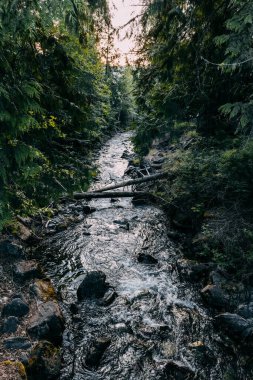 Yoğun Yeşil Orman 'da Dağ Akıntısı