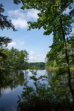 Yeşil ağaçlarla çevrili Kaz Göleti 'nin yaz manzarası