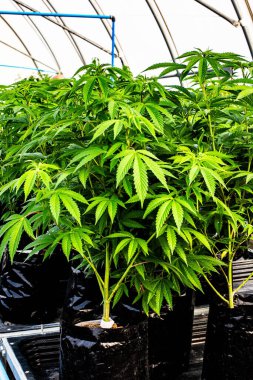 Massive Indoor CannABIS Yetiştirme Tesisi