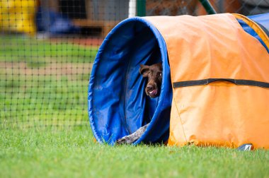 Alman Shorthair, çeviklik eğitimi sırasında Pointer 'ı tünelde çalıştırdı