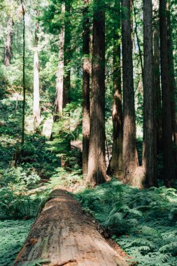 Muir Ormanındaki Sekoya ağaçlarının arasından bakıyorum.