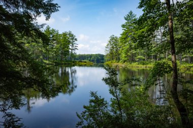 Yeşil ağaçlarla çevrili Kaz Göleti 'nin yaz manzarası