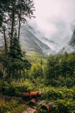 Işık Yağmuru Sonrası Yağmur Ormanları