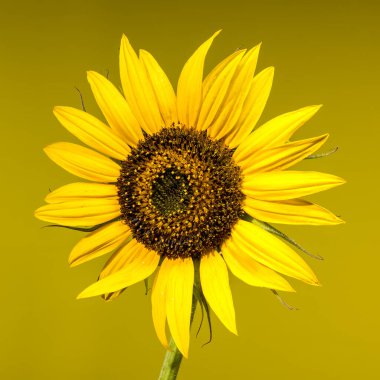A bright sunflower head against a yellow background