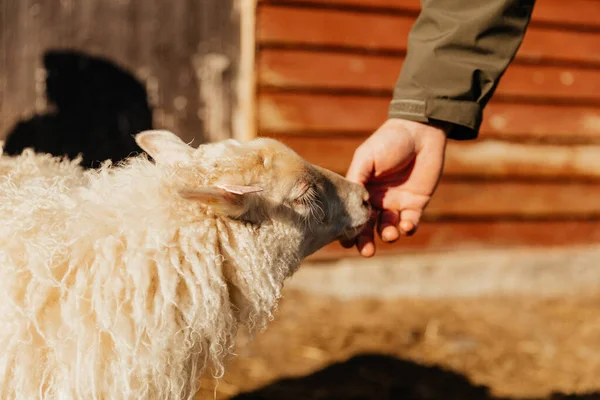 Person petting a fluffy sheep.
