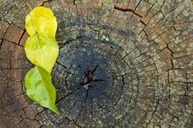 Düşen sarı yapraklar üzerinde güdük yalan.