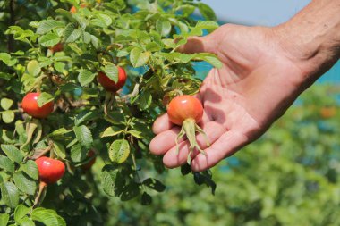 Çiftçinin eli gül ağacı çalılığında