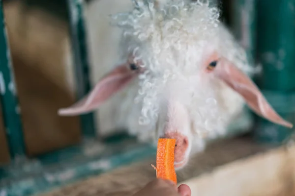 Козел, поедающий морковь с руки — стоковое фото