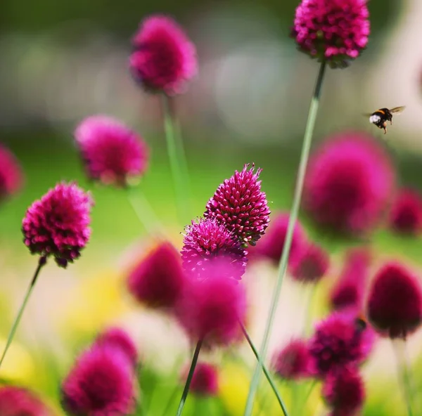 bir alanda bumblebee uçuş