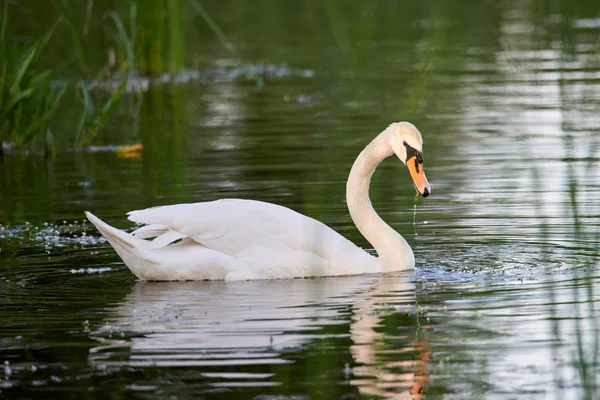 A wild white swan swims on a lake with green water.