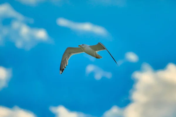 Seagull flying in blue sky. Seagull in blue sky clouds. Seagull flying in sky.