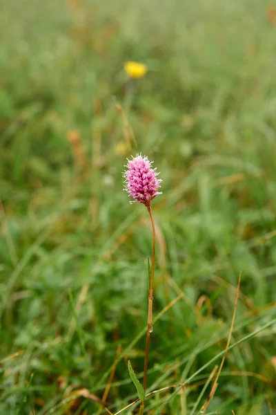 Pink wild flower covered with dew on a background of green grass