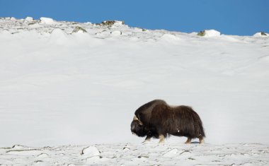 Impressive male musk ox in the mountains of Dovrefjell, Norway. Animals in winter.