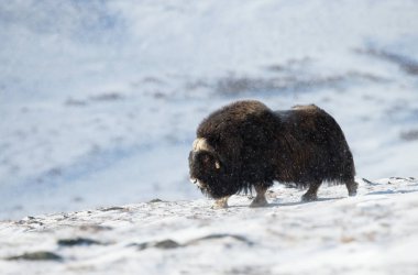 Impressive male musk ox in the mountains of Dovrefjell, Norway. Animals in winter. clipart
