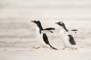 Gentoo Penguen piliç kumlu sahili üzerinde Falkland Adaları beslenmeleri için üst peşinde. İlginç hayvan / kuş vahşi davranış.