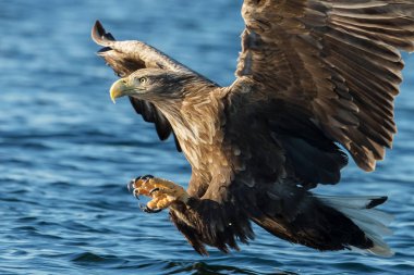 Ak kuyruklu deniz kartal (Haliaeetus albicilla) uçuş güçlü pençeli bir balık, Norveç Close-up.  