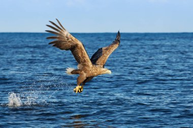 Ak kuyruklu deniz kartal (Haliaeetus albicilla) uçuş pençeler, Norveç bir balık ile.  