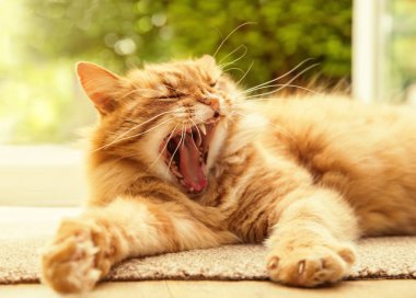 Yeşil-sarı arka plan karşı esneme bir kedi bir güneşli yaz akşamı yakın çekim