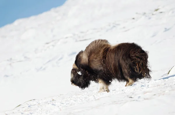 印象的な男性ジャコウ牛ドヴレフエル ノルウェーの山の雪の中で立っています 冬の動物 — ストック写真
