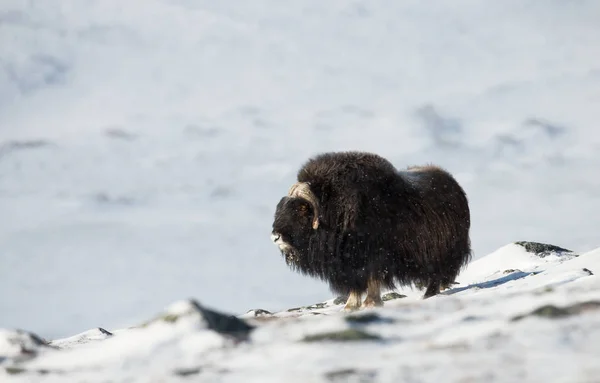 Impressionante Bue Muschiato Maschile Sulle Montagne Dovrefjell Norvegia Animali Inverno — Foto Stock