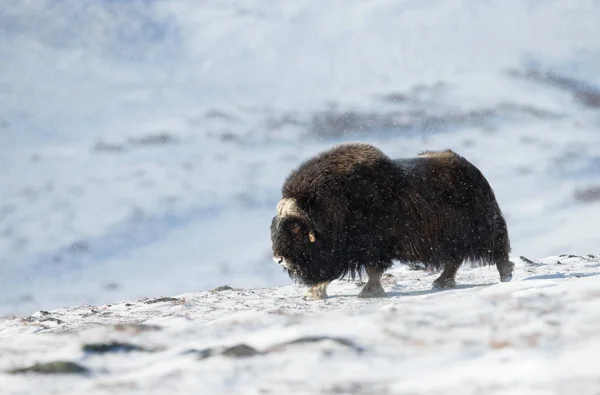 ドブレフィエル ノルウェーの山の中の印象的な男性のジャコウ牛 冬の動物 — ストック写真