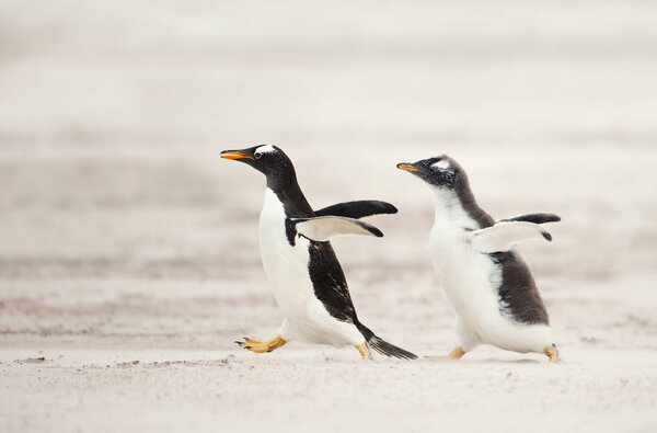 Птенец пингвина Gentoo гонится за своим родителем, чтобы его накормили на песчаном побережье Фолклендских островов. Интересное поведение животных / птиц в дикой природе
.