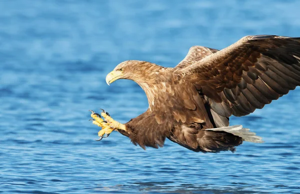 Nahaufnahme Eines Seeadlers Haliaeetus Albicilla Flug Mit Den Kräftigen Krallen — Stockfoto
