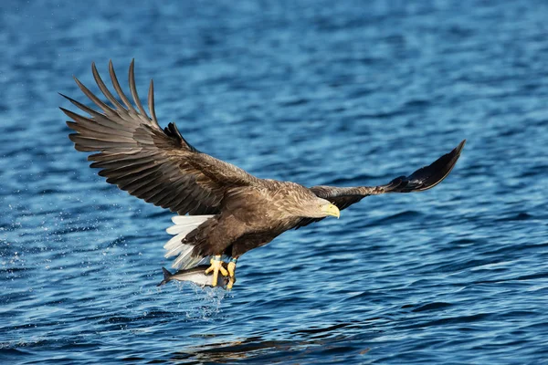 Seeadler Haliaeetus Albicilla Flug Mit Einem Fisch Den Krallen Norwegen — Stockfoto