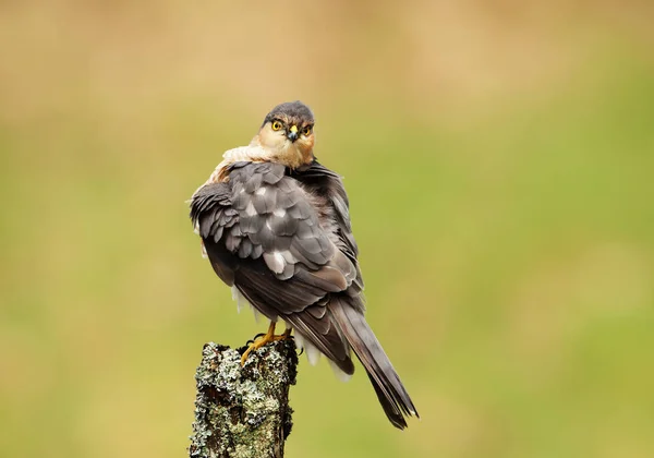 Close Sparrowhawk Eurasiático Masculino Accipiter Nisus Empoleirado Poste Madeira Escócia — Fotografia de Stock
