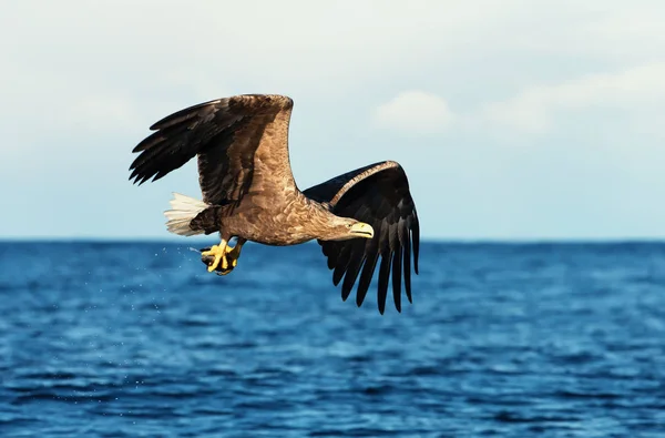 Nahaufnahme Eines Seeadlers Haliaeetus Albicilla Flug Mit Einem Fisch Den — Stockfoto