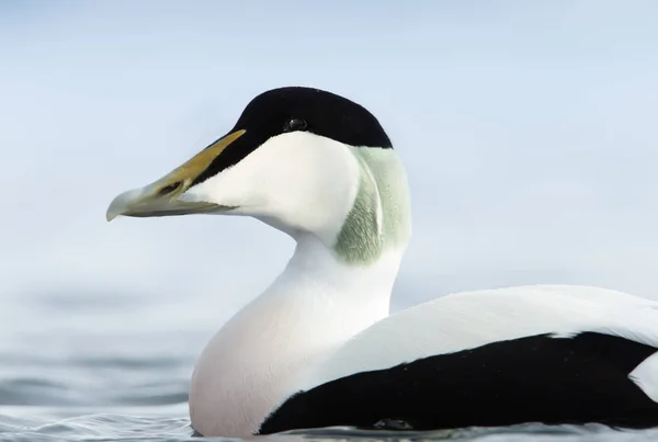 Κοντινό Πλάνο Του Ένα Αρσενικό Κοινό Eider Somateria Mollissima Στη — Φωτογραφία Αρχείου