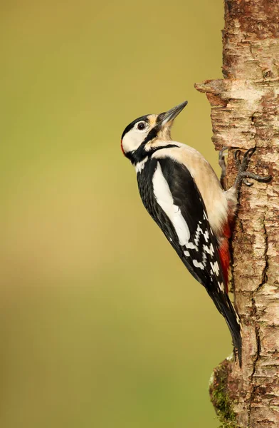 Buntspecht Dendrocopos Major Einer Moosbewachsenen Birke Einem Sonnigen Tag — Stockfoto