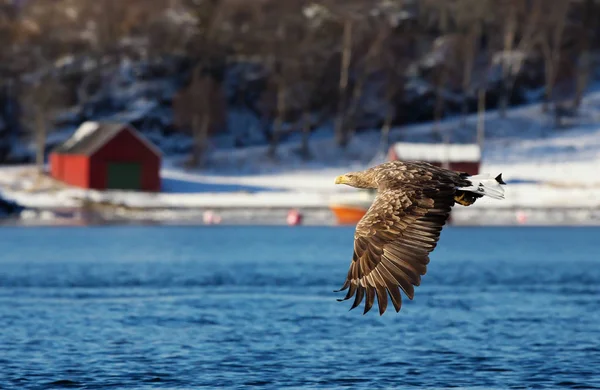 背景には ノルウェーの家並みと飛行でオジロワシ海鷲 Haliaeetus アマオブネ のクローズ アップ — ストック写真