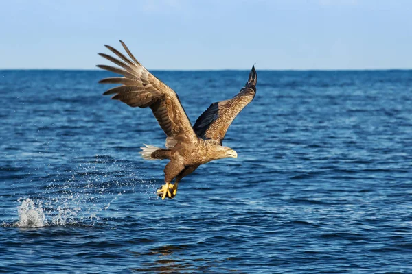 Kuyruklu Deniz Kartal Haliaeetus Albicilla Uçuş Pençeler Norveç Bir Balık — Stok fotoğraf